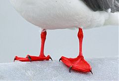 Red-legged Kittiwake